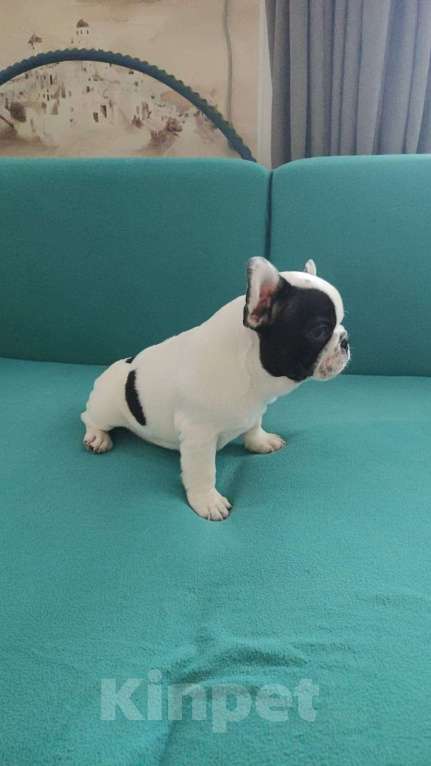 Собаки в Минеральном Воде: Французский бульдог Мальчик, Бесплатно - фото 4