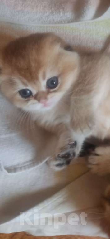 Кошки в Тольятти: Золотые шиншилы Разнополые, 35 000 руб. - фото 6