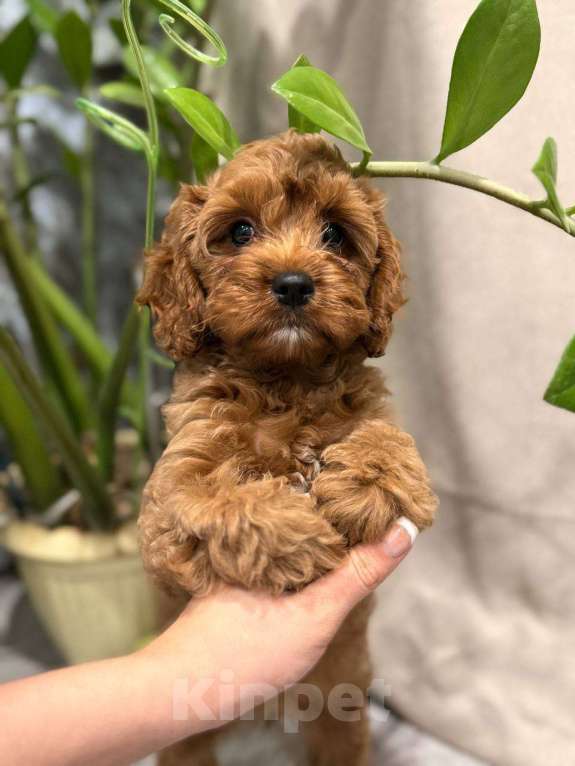 Собаки в Москве: Шикарная девочка кавапу Девочка, Бесплатно - фото 6