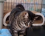 Кошки в Санкт-Петербурге: Кошечка для души с нашим полным обеспечением Девочка, Бесплатно - фото 6