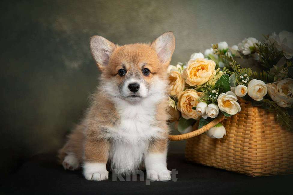 Собаки в Кирове: Вельш Корги Пемброк, щенок Девочка, Бесплатно - фото 1