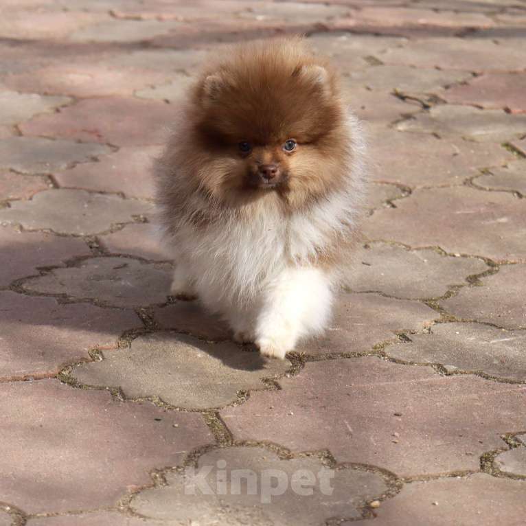 Собаки в Москве: Супер мальчик- Огонёк Мальчик, 55 000 руб. - фото 4
