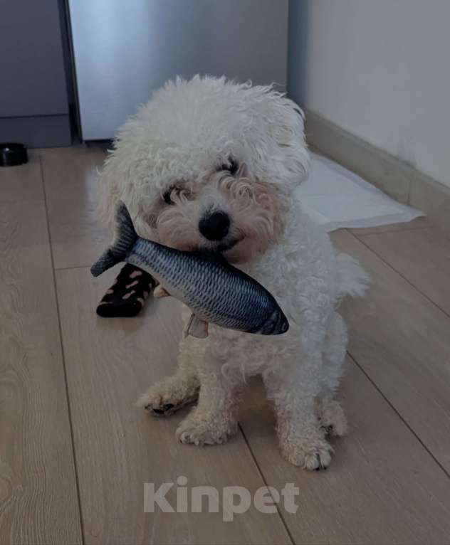 Собаки в Москве: Срочно ищем семью для мальчика Бишон Фризе  Мальчик, 30 000 руб. - фото 3