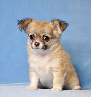 🎀 Эксклюзивная длинношерстная чихуахуа-девочка 🎀