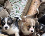 Собаки в Воткинске: Щенки корги (родители титулованные) Девочка, 50 000 руб. - фото 1