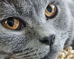 Кошки в Санкт-Петербурге: Британский котик Sekiro ищет дом  Мальчик, 10 руб. - фото 6