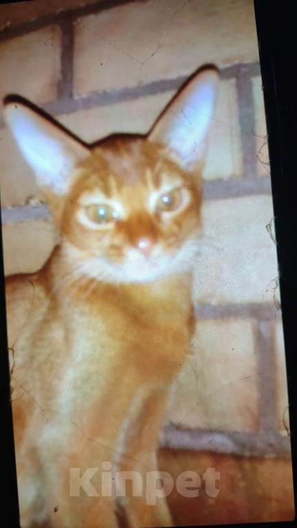 Кошки в Москве: Великолепные котята Абиссинской породы голубого  и соррель окрасов,ОСТАЛИСЬ 2 мальчика Мальчик, 30 000 руб. - фото 6