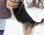 Собаки в Москве: Дакота Девочка, Бесплатно - фото 2