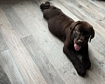Собаки в Подольске: Щенок лабрадор-ретривер Мальчик, Бесплатно - фото 1