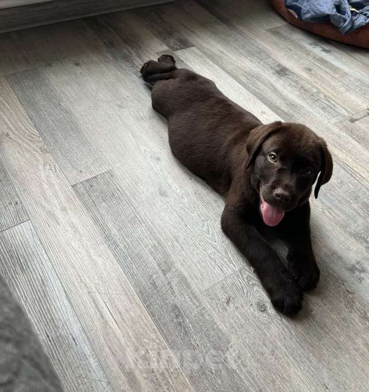 Собаки в Подольске: Щенок лабрадор-ретривер Мальчик, Бесплатно - фото 1