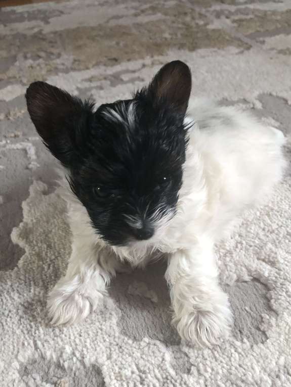 Собаки в Солнечногорске: Пушистики Девочка, 45 000 руб. - фото 3