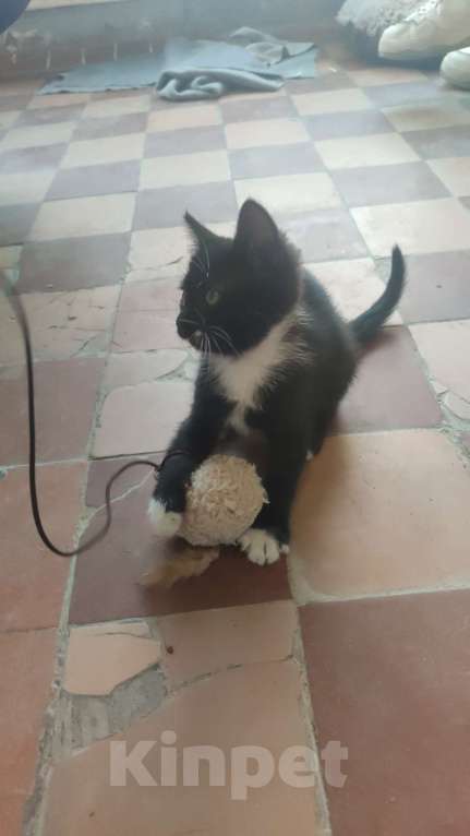 Кошки в Москве: Рыся Девочка, Бесплатно - фото 2