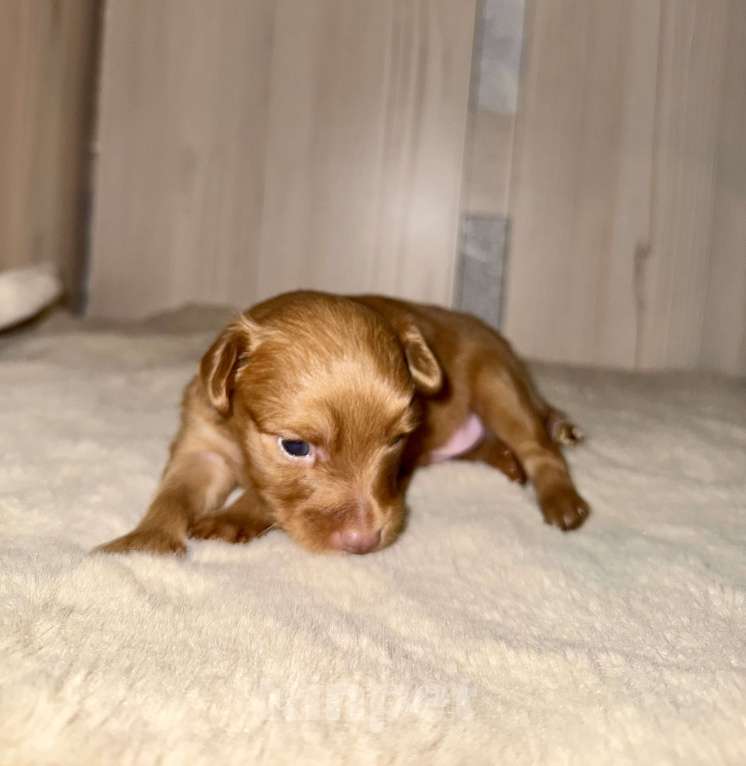 Собаки в Москве: Пражский крысарик, щенки  Мальчик, Бесплатно - фото 2