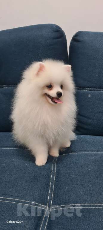 Собаки в Пензе: Щенок немецкого шпица  Мальчик, Бесплатно - фото 6