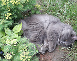 Кошки в Ростове-на-Дону: Дымчато-серый молодой кот Мальчик, 5 000 руб. - фото 4