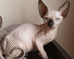 Кошки в Пушкино: Котята канадского сфинкса Мальчик, Бесплатно - фото 5