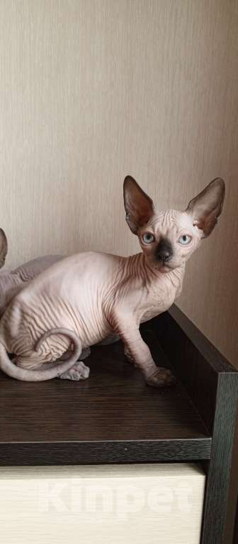 Кошки в Пушкино: Котята канадского сфинкса Мальчик, Бесплатно - фото 5