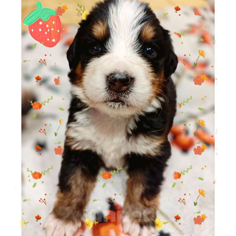 Собаки в Магнитогорске: Щенки Бернского Зенненхунда  Девочка, 50 000 руб. - фото 9