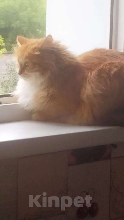 Кошки в Домодедово: Продаю кота Мальчик, 50 руб. - фото 3