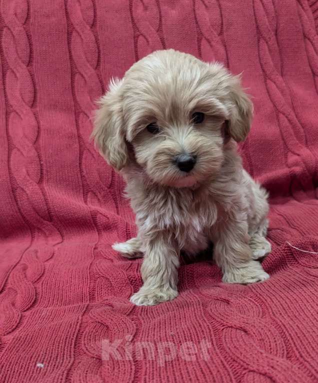 Собаки в Москве: Девочка мальтипу Девочка, Бесплатно - фото 4