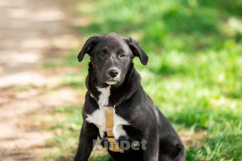 Собаки в Москве: Щенок в дар  Мальчик, Бесплатно - фото 6