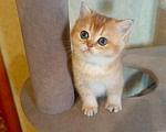 Кошки в Владимире: Котёнок Шотландский прямоухий Девочка, 45 000 руб. - фото 1
