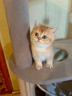 Котёнок Шотландский прямоухий