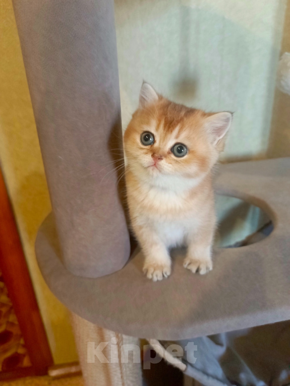 Кошки в Владимире: Котёнок Шотландский прямоухий Девочка, 45 000 руб. - фото 1
