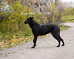 Собаки в Москве: Юви Девочка, Бесплатно - фото 4
