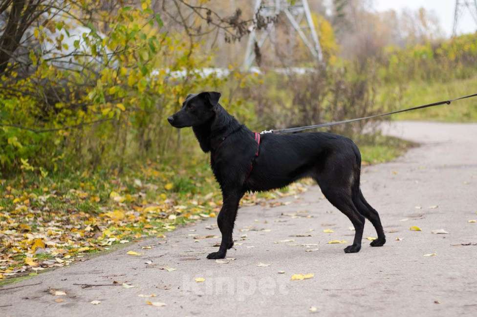 Собаки в Москве: Юви Девочка, Бесплатно - фото 4