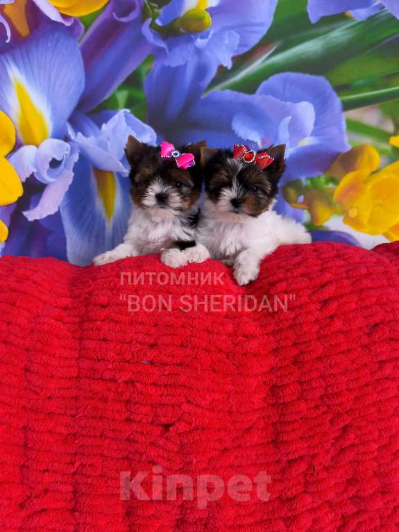 Собаки в Пушкино: Супер мини девочки Девочка, 100 000 руб. - фото 1