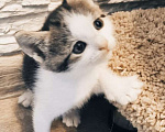 Кошки в Москве: Котята в добрые руки Девочка, Бесплатно - фото 1