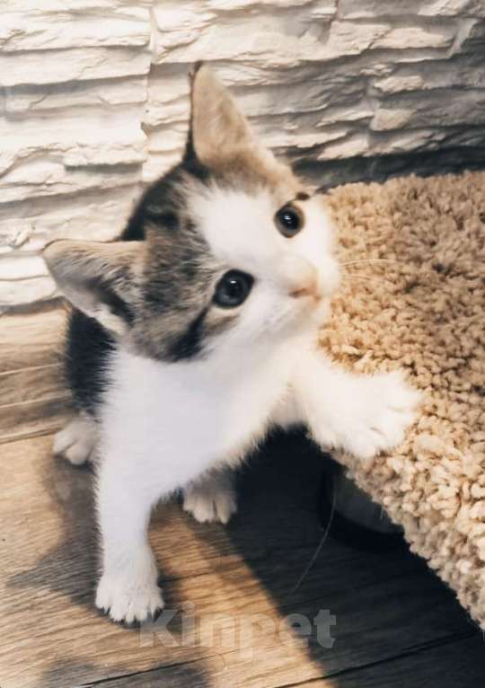 Кошки в Москве: Котята в добрые руки Девочка, Бесплатно - фото 1