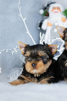 Малыш-крепыш