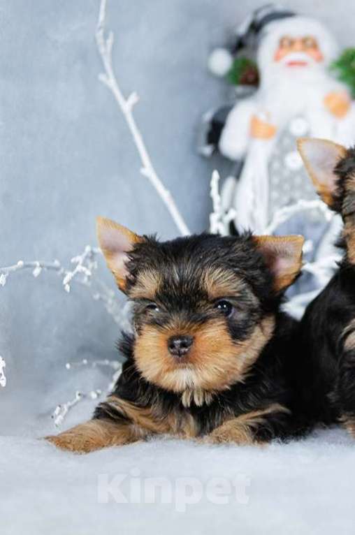 Собаки в Мытищах: Малыш-крепыш Мальчик, Бесплатно - фото 1