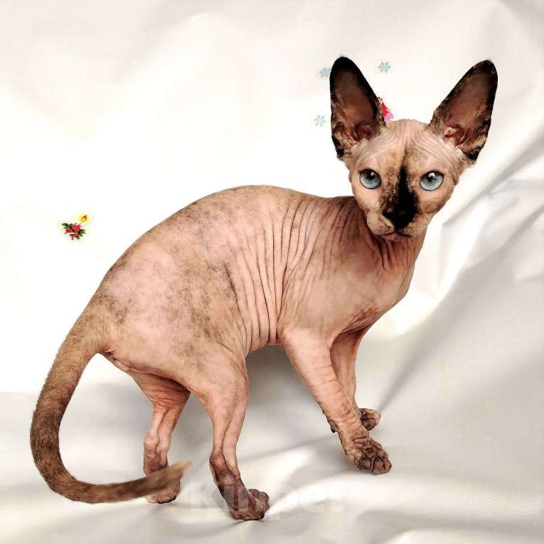 Кошки в Королеве: Синеглазая кошечка канадский сфинкс Девочка, Бесплатно - фото 6