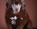 Собаки в Одинцово: Шоколадная девочка кхс, мини Девочка, 70 000 руб. - фото 4