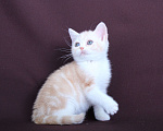 Кошки в Санкт-Петербурге: Продажа американских короткошерстных котят Мальчик, 60 000 руб. - фото 5