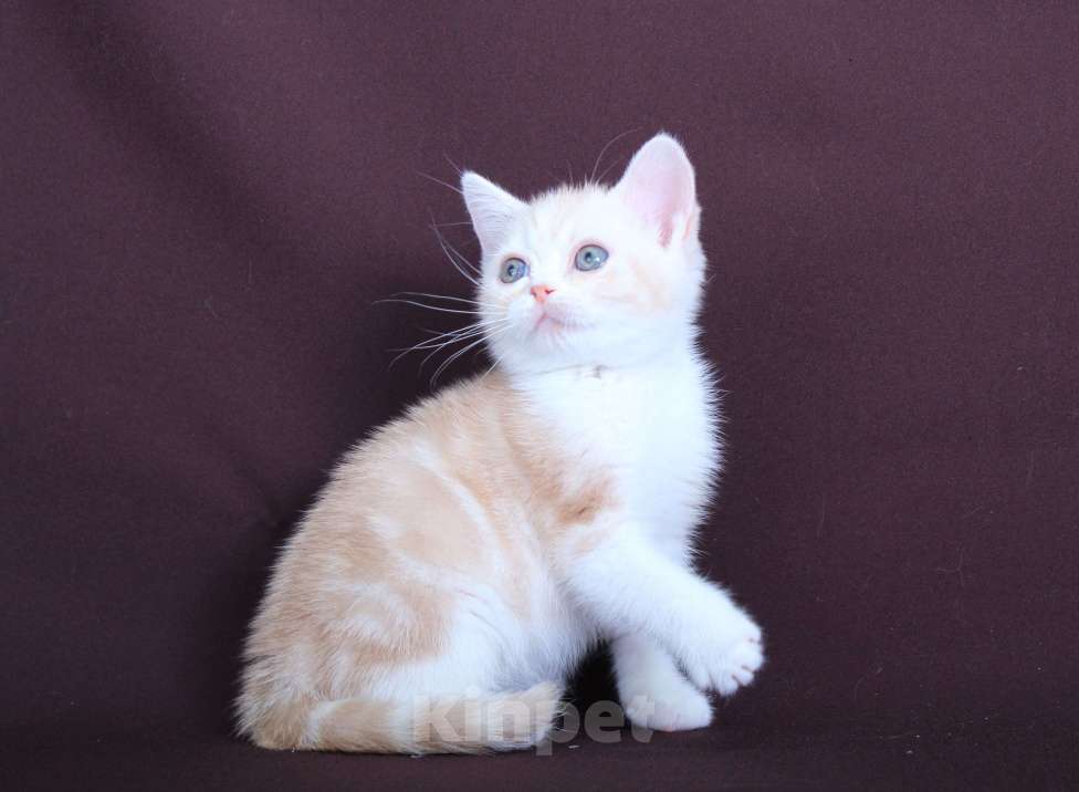 Кошки в Санкт-Петербурге: Продажа американских короткошерстных котят Мальчик, 60 000 руб. - фото 5
