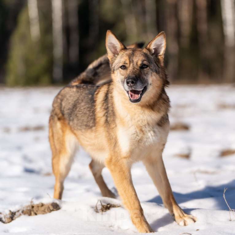 Собаки в Клине: Кейси — трогательная собачка Девочка, Бесплатно - фото 6