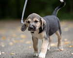 Собаки в Москве: 🐶 Рокки в поисках своих МамПап! 🐶 Мальчик, Бесплатно - фото 7