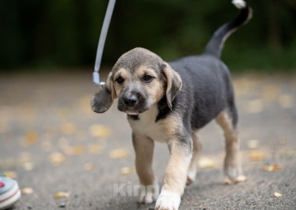 Собаки в Москве: 🐶 Рокки в поисках своих МамПап! 🐶 Мальчик, Бесплатно - фото 7