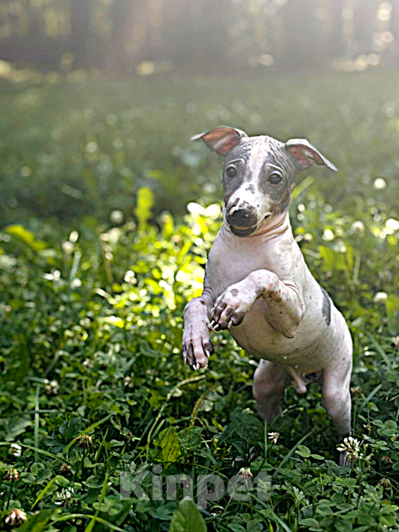 Собаки в Москве: Американский голый терьер, щенок Мальчик Мальчик, 25 000 руб. - фото 4