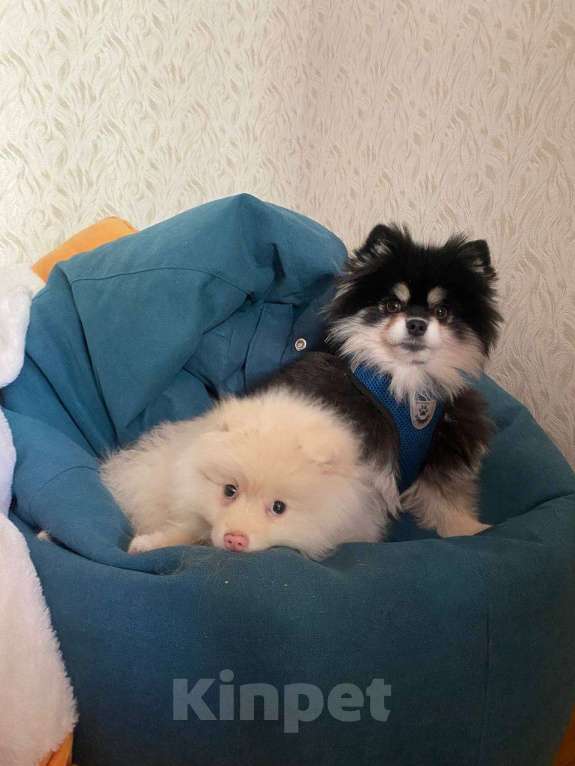 Собаки в Москве: Щенок немецкого шпица Мальчик, 19 000 руб. - фото 4