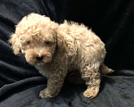 Собаки в Москве: Щенок мальтипу окрас шампань Мальчик, 55 000 руб. - фото 2