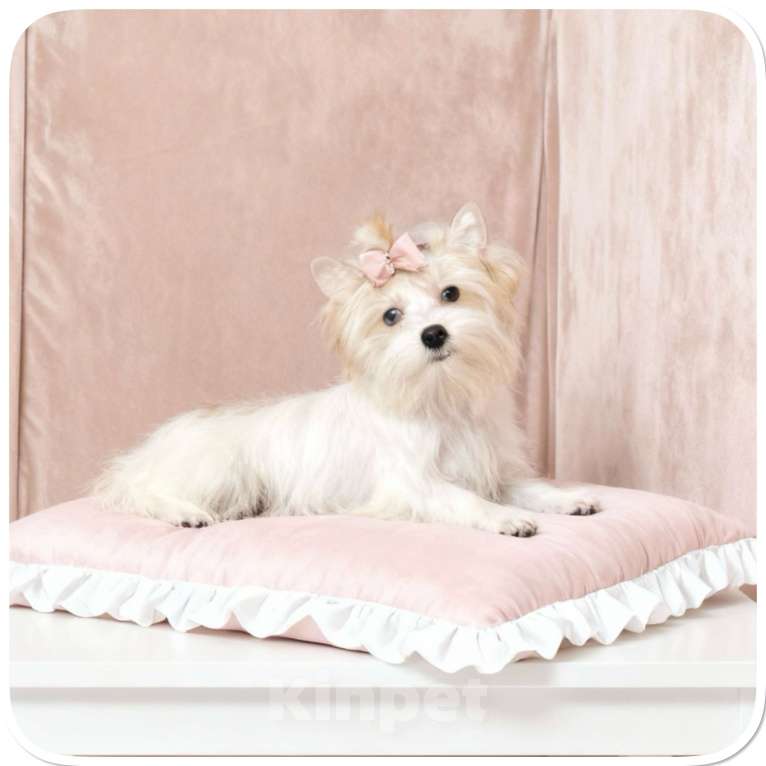 Собаки в Москве: Белый йорк с голубыми глазами девочка игривая Девочка, 130 000 руб. - фото 5