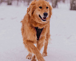 Собаки в Москве: Энцо Мальчик, Бесплатно - фото 2