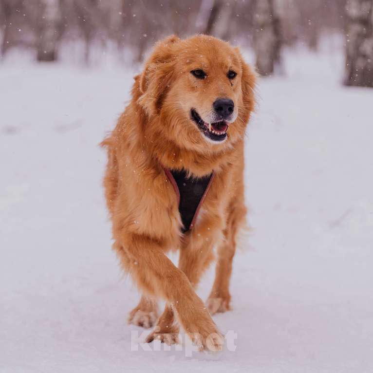 Собаки в Москве: Энцо Мальчик, Бесплатно - фото 2