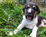 Собаки в Москве: 🐶 Семь очаровательных щенков ищут любящий дом! 🐶 Мальчик, Бесплатно - фото 10