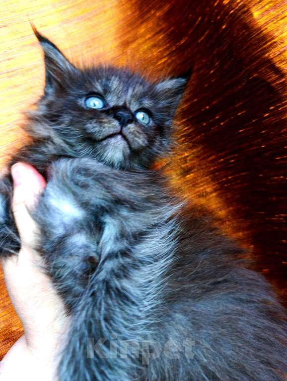 Кошки в Москве: Мейн кун мальчик Мальчик, 45 000 руб. - фото 2